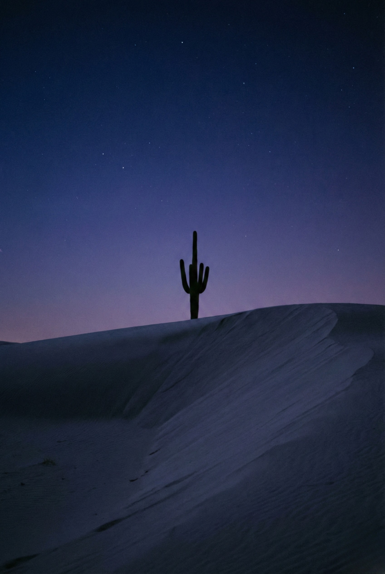 Silhouette of a lone saguaro cactus under a deep indigo starry sky.